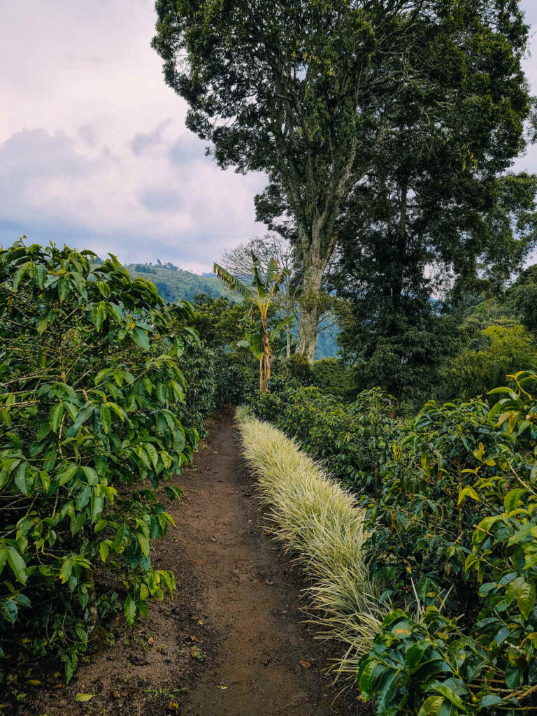 Najlepsze regiony kaw